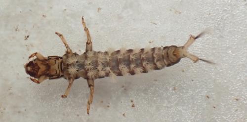 Réf. 329 338 : Hydropsyche sp.